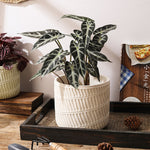 "RP134" Silicone planter mold