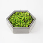 Hexagon Concrete Flower Pot Mold - madmolds - Hexagon Flower Pot