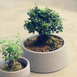 Flower Pot Mold - madmolds - flower pot