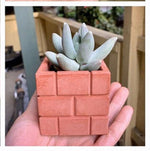 Small planter silicone molds - madmolds -