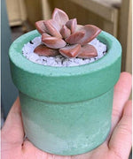 Small planter silicone molds - madmolds -