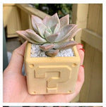 Small planter silicone molds - madmolds -