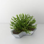 "Sulico" planter silicone mold - madmolds -