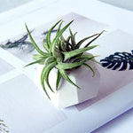 Tiny concrete planter mold - madmolds - silicone mold